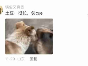 狗子在外面玩假装不认识主人