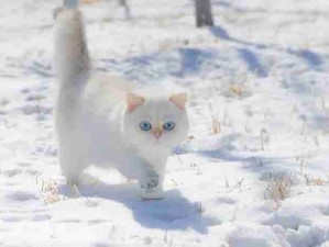 好可爱的雪地小精灵