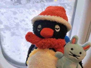 小企鹅去远航！抱毛毛太可爱辣