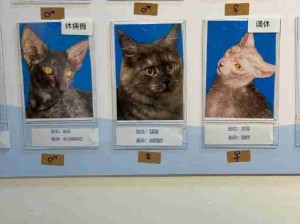 猫猫也相由心生