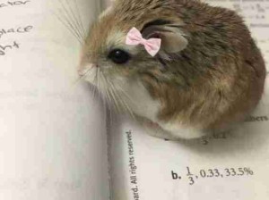 可爱球球！宝宝好萌啊