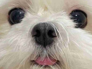 吐舌头小狗！闻着小狗味儿了我都