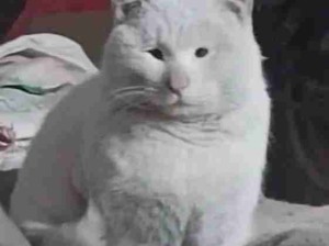 扭曲的小表情！猫好，人坏镜子坏！
