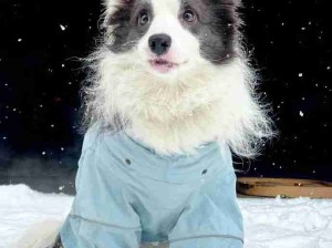 雪中小精灵！漂亮小狗！