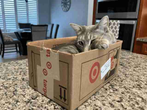 不是猫窝买不起，而是纸箱更有性价比