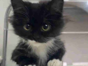 肥肥小奶牛 美的很客观